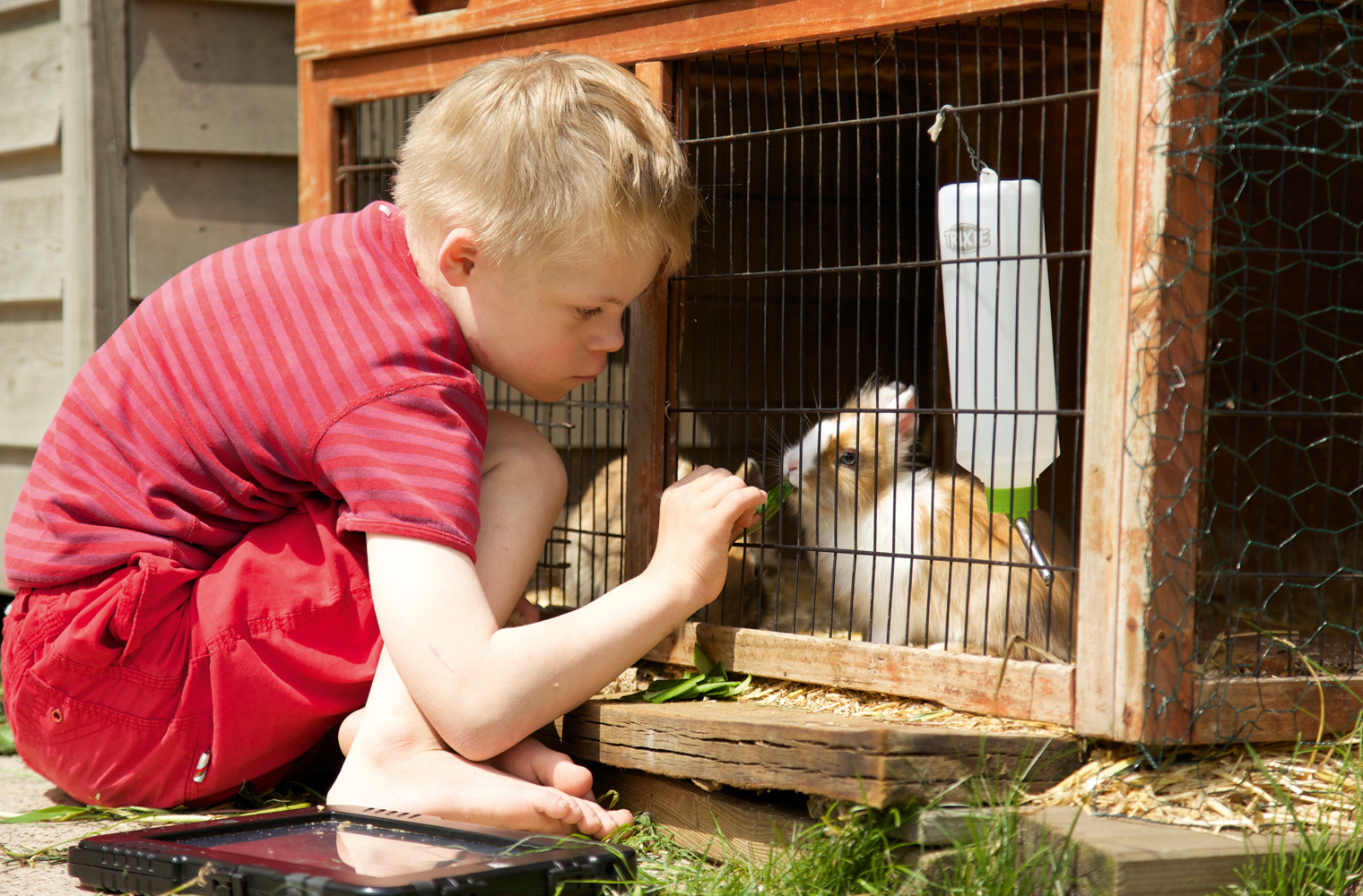 Sohn Willi füttert ein Kaninchen - Foto: Birte Müller
