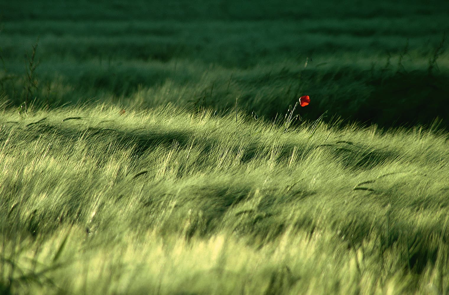 Wild wucherndes, langes Gras – mittendrin eine rote, kräftige Mohnblume. 
